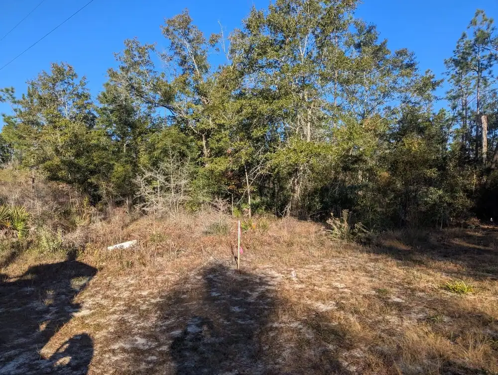 Overgrown lot with a survey stake, before land clearing